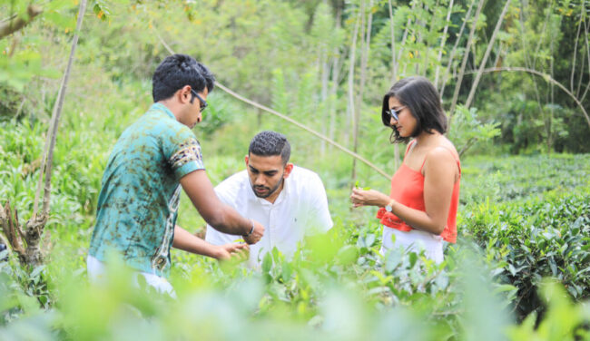 Discover-the-Art-of-Tea-Plucking-01 Discover the Art of Tea Plucking