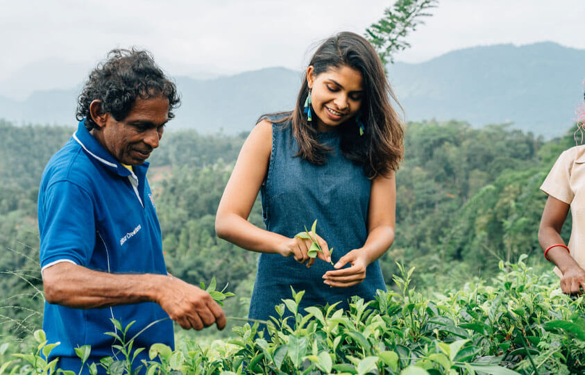 Discover the Art of Tea Plucking