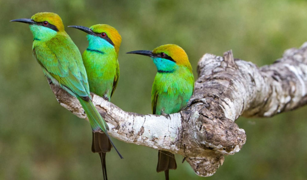 Experience a vibrant birdwatching paradise at Mount Havana, where colorful birds thrive. Spot three endemic species—the flameback woodpecker, scimitar babbler, and loton’s sunbird—all from the comfort of your terrace.