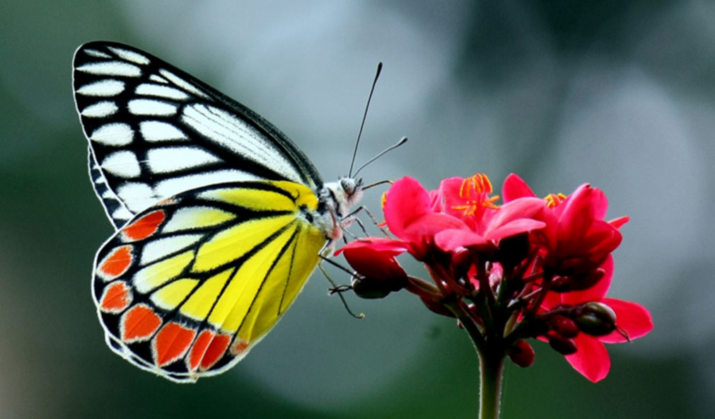 Discover the enchanting butterfly garden at Mount Havana, home to vibrant species like the blue Mormon, psyche, blue glassy tiger, and crimson rose. A haven for nature lovers, this serene space attracts butterflies through carefully integrated feeder and host plants.