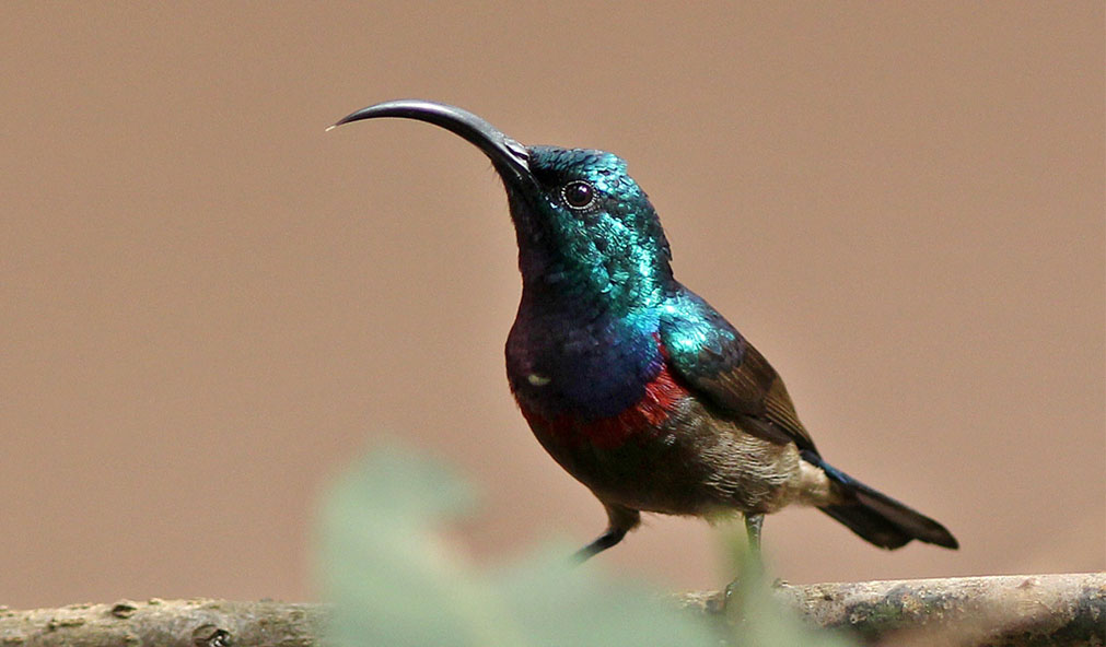 The Loten's sunbird, native to Sri Lanka and India, is known for its curved bill, maroon breast band, and shimmering plumage. This elegant pollinator hovers while feeding on nectar and builds intricate hanging nests, playing a vital role in its ecosystem.