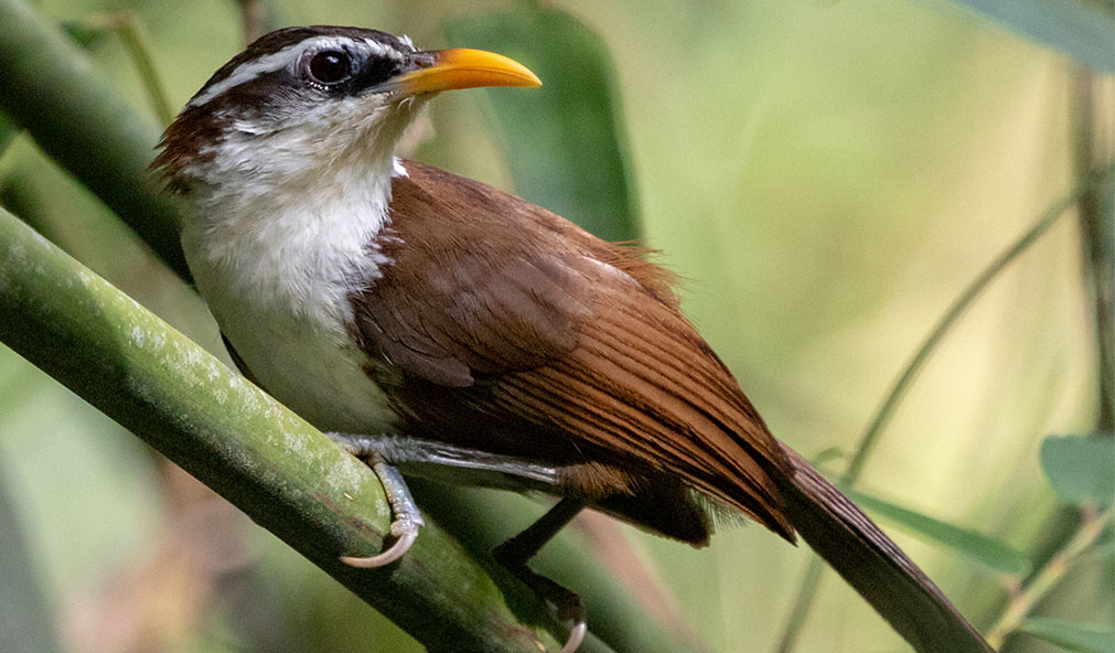 Discover the scimitar babbler, a striking bird with a curved yellow-orange bill, bold white eyebrow, and chestnut plumage. Known for its social nature, it forages in dense undergrowth and builds hidden nests during breeding season.