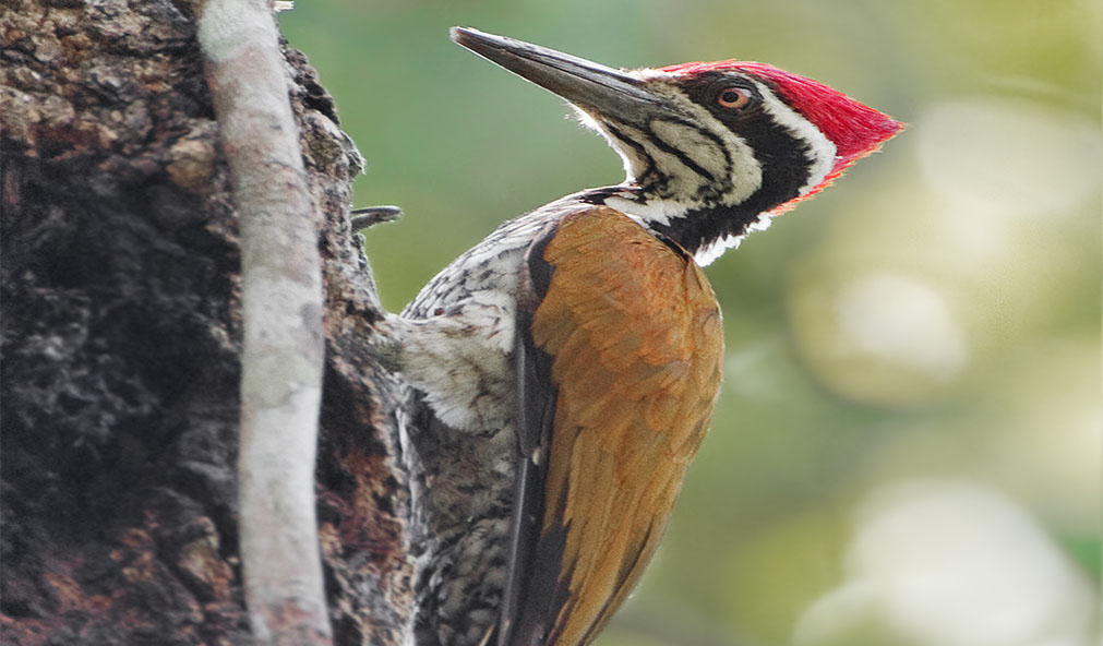 Discover Sri Lanka’s striking flameback woodpecker, known for its vibrant crimson feathers and black-edged wings. This skilled forager plays a vital role in the ecosystem, feeding on insects and nesting in tree cavities. Often seen solo or in lively groups, it’s one of the country’s most common and fascinating woodpecker species.