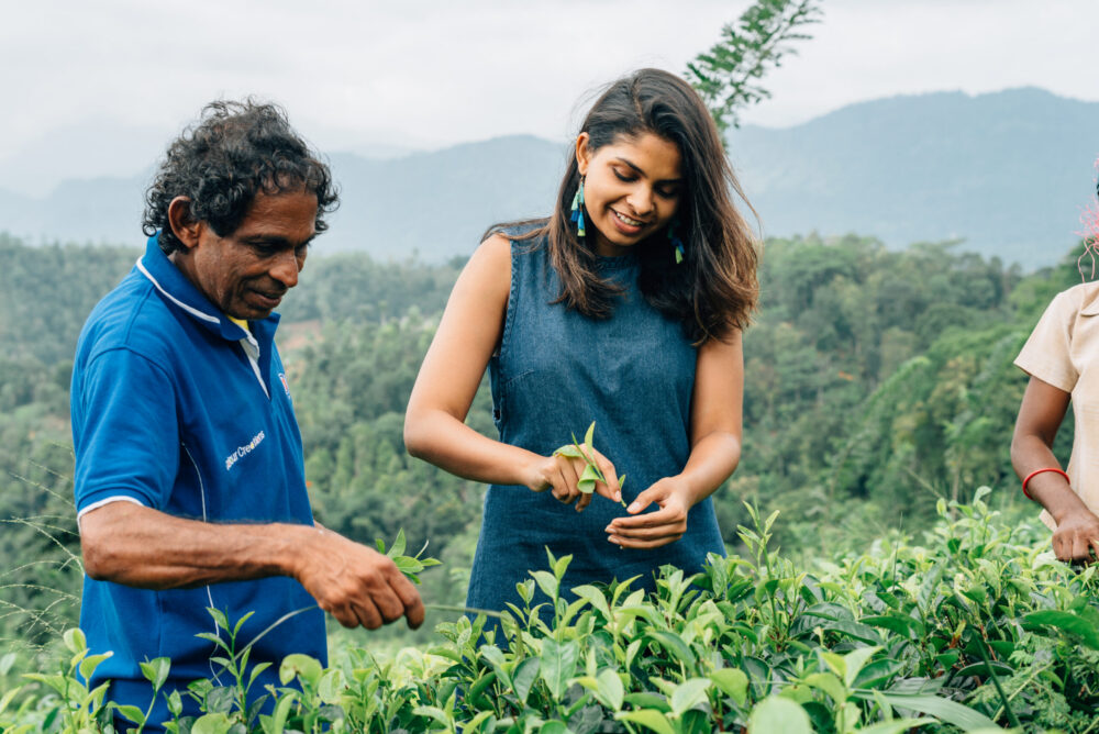 Tea plucking experience at Mount Havana estate in Gampola, Sri Lanka