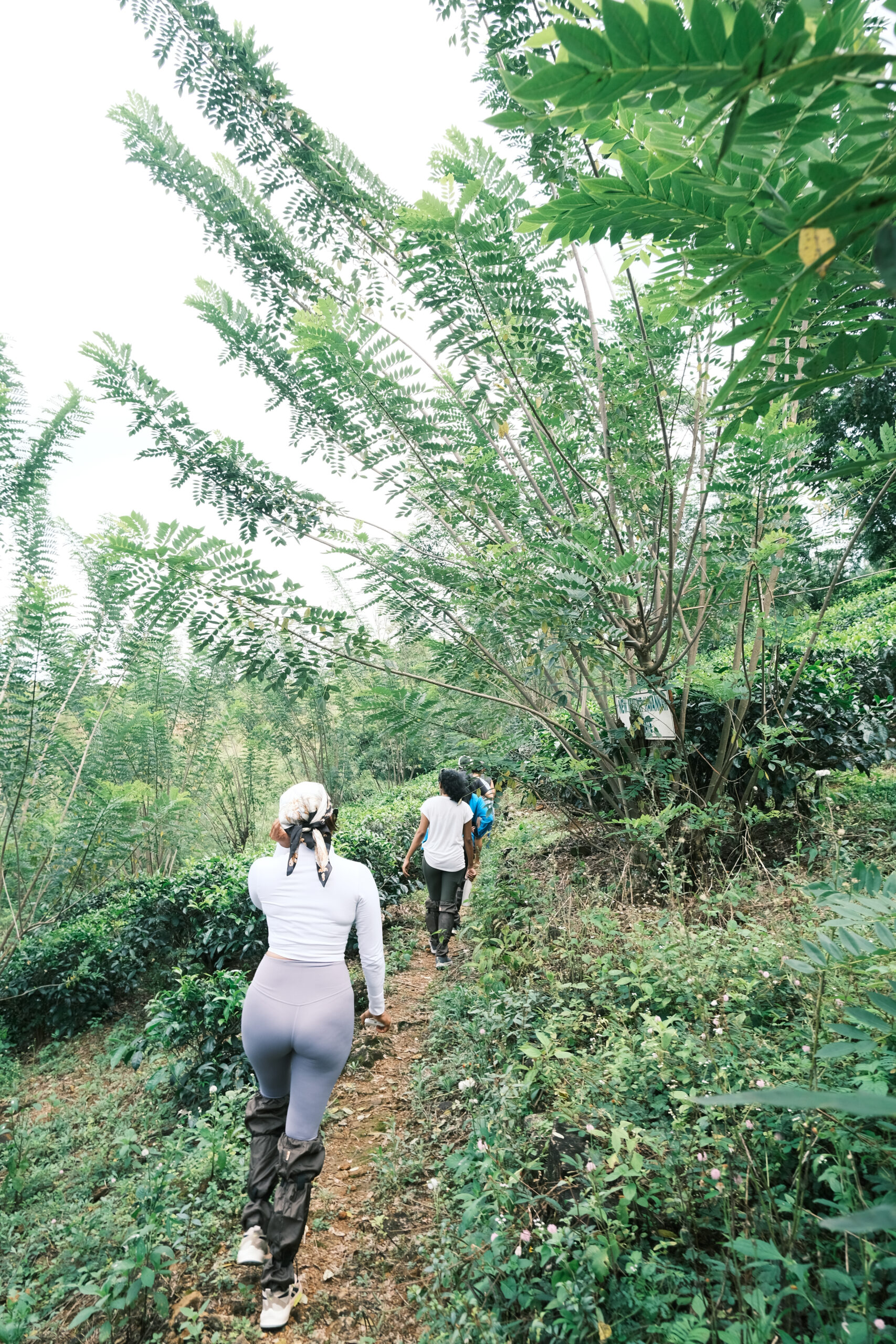 Guests enjoying a relaxing experience at Mount Havana