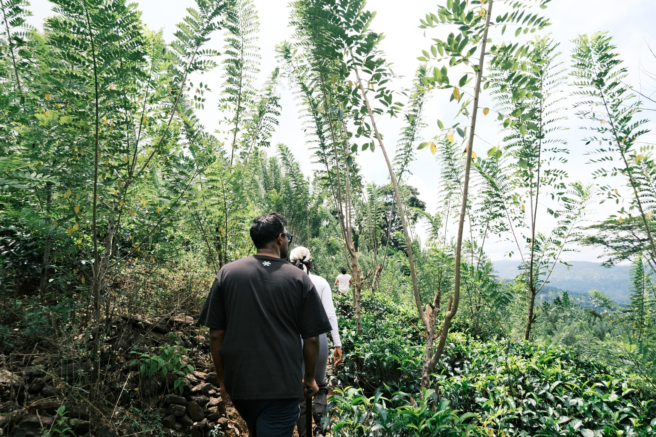 Nature trails through the green estate at Mount Havana in Sri Lanka