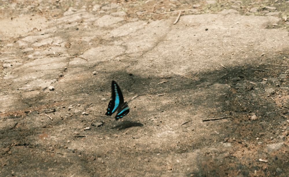 Butterfly spotting at Mount Havana